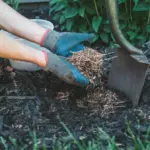 Proč zkušení zahrádkáři zakrývají záhony slámou i během největších veder