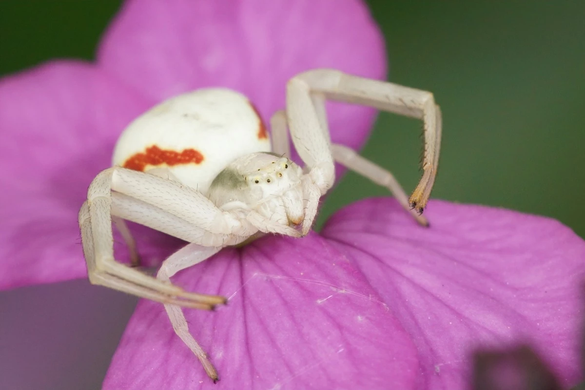 Proč zkušení zahrádkáři pozorně sledují květy růží, než k nim přivoní - image 1