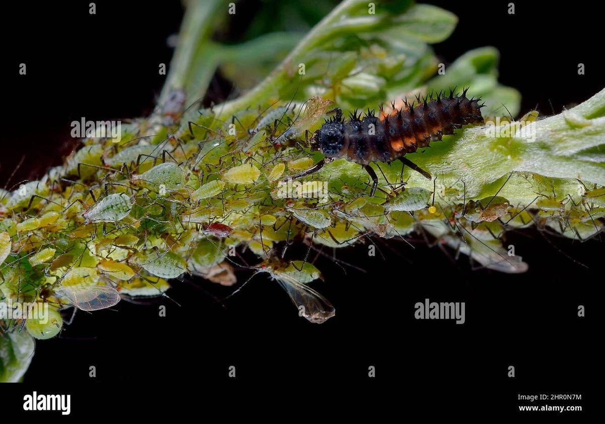 Proč zkušení zahradníci nasazují na růže larvy slunéček - image 1
