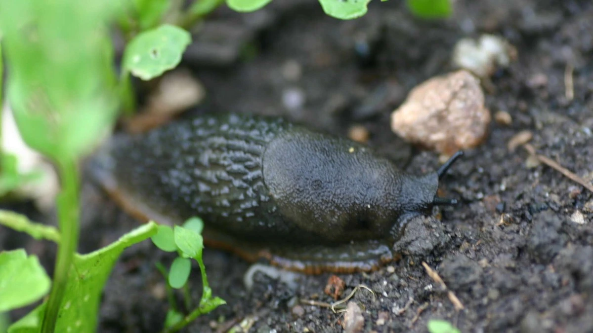 Proč zkušení zahrádkáři sypou kávovou sedlinu kolem záhonů - image 1