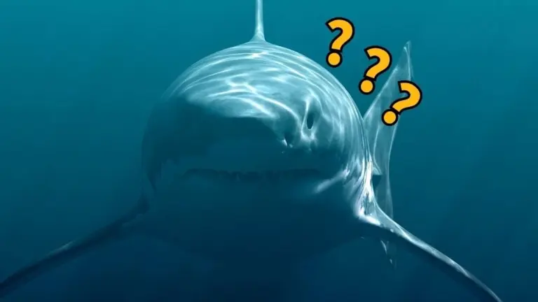 Proč dánský nález obratle potvrzuje, že megalodon měřil přes 24 metrů