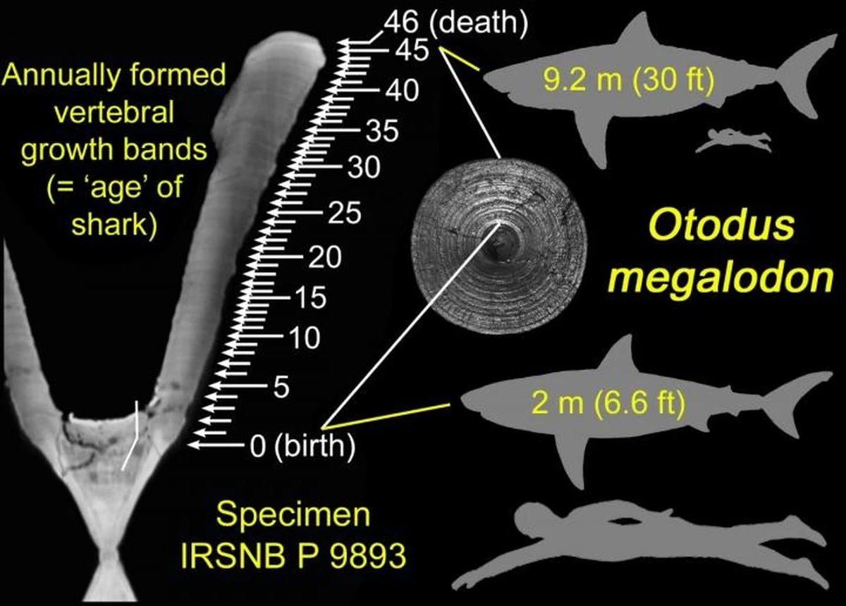 Proč dánský nález obratle potvrzuje, že megalodon měřil přes 24 metrů - image 1