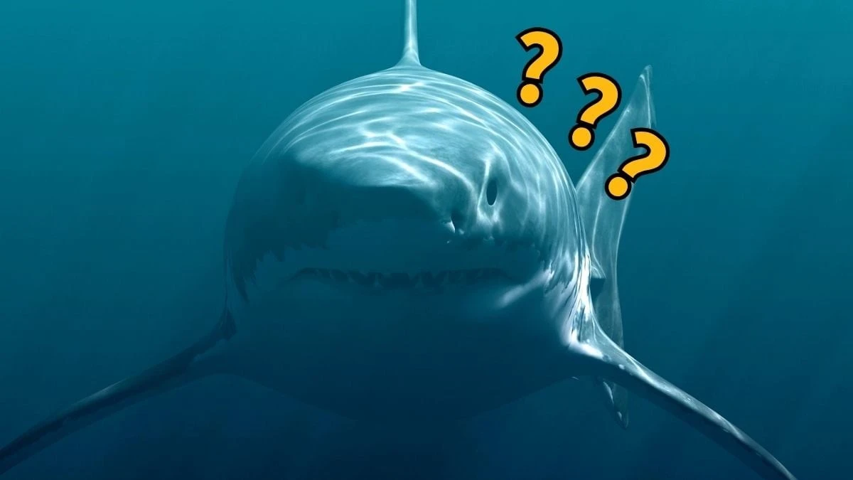 Proč dánský nález obratle potvrzuje, že megalodon měřil přes 24 metrů
