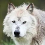 Proč návrat vlků do Yellowstone nefunguje tak, jak nám tvrdili ve škole