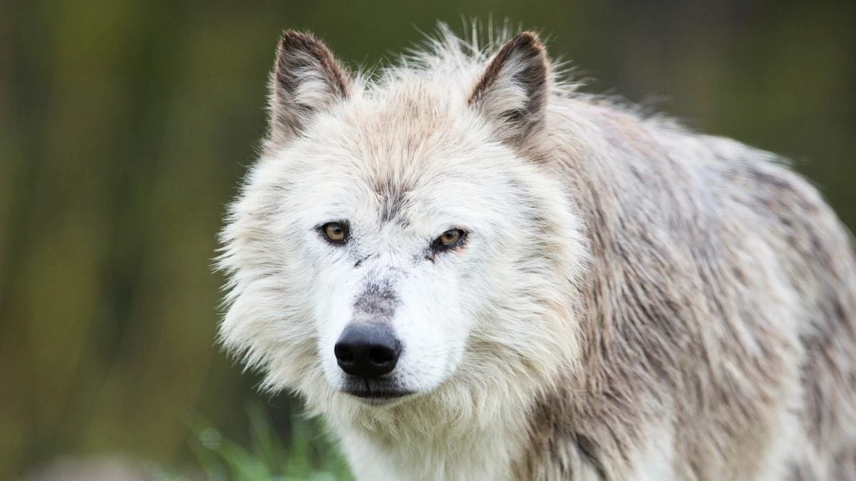 Proč návrat vlků do Yellowstone nefunguje tak, jak nám tvrdili ve škole