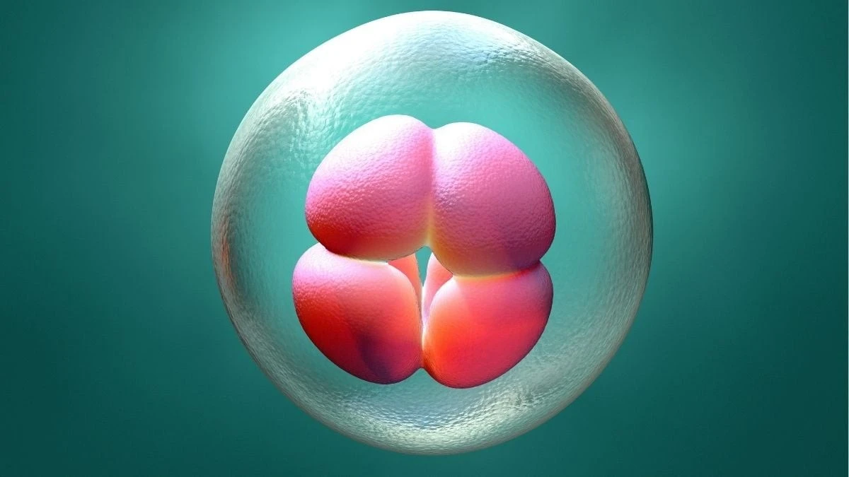 Proč se embryo přestane vyvíjet: Vědci našli gen, který rozhoduje o začátku života