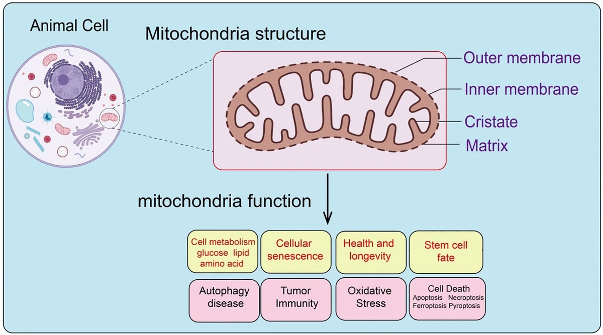 Proč se mitochondrie s věkem rozpadají a která živina je dokáže vrátit do formy - image 1