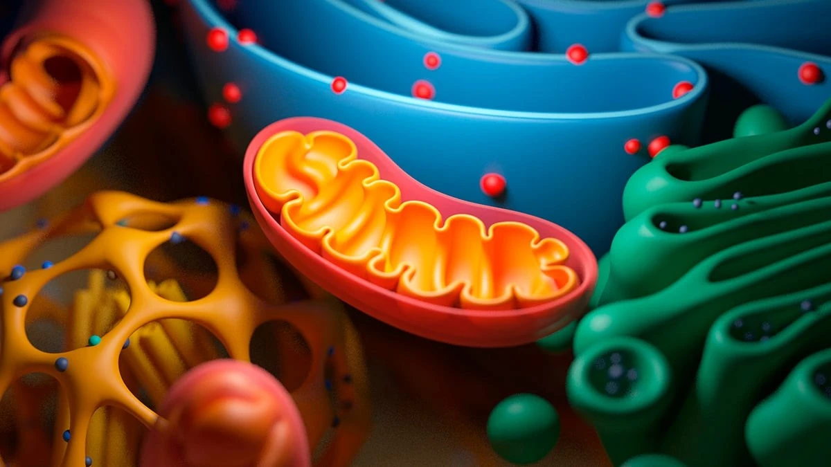 Proč se mitochondrie s věkem rozpadají a která živina je dokáže vrátit do formy