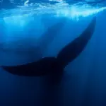 Proč se tisícikilometrový příkop v oceánu stal největším pohřebištěm velryb na světě