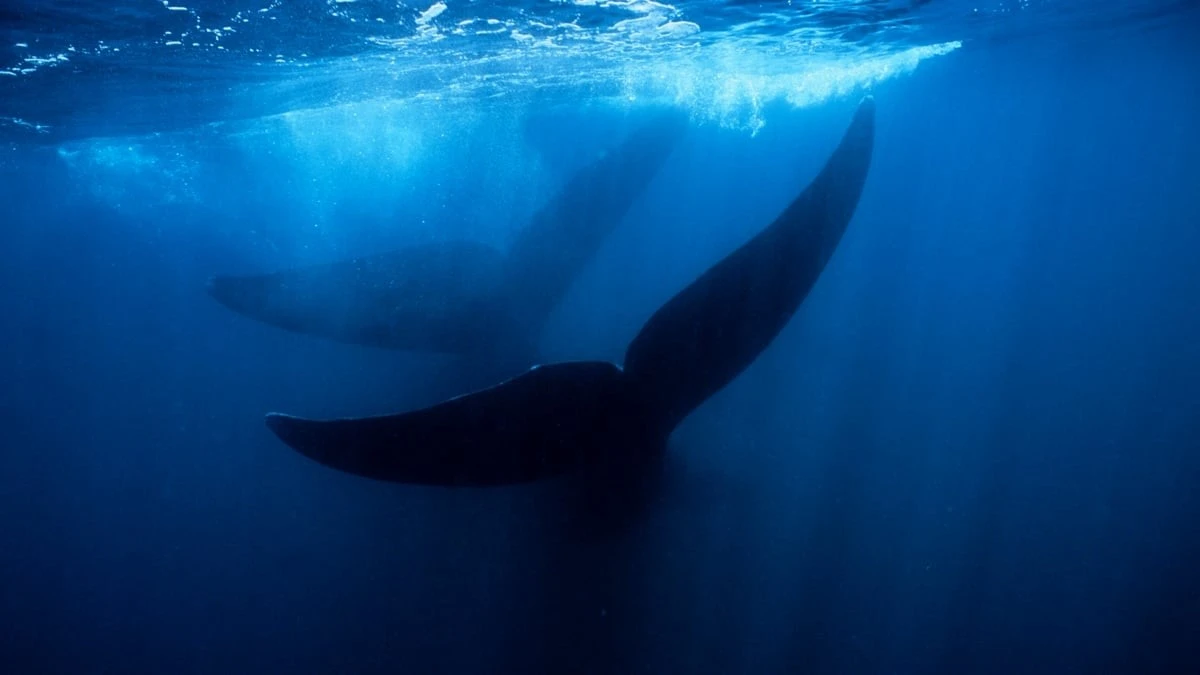 Proč se tisícikilometrový příkop v oceánu stal největším pohřebištěm velryb na světě