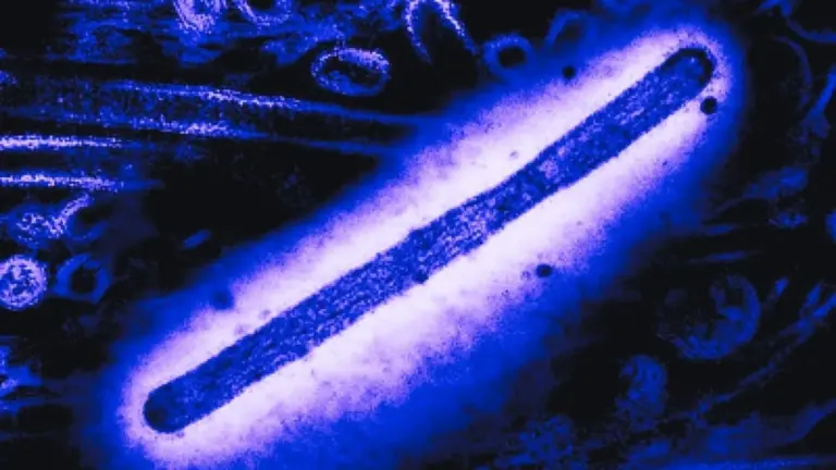 Proč se zkušení biologové obávají dvou nemocných ptáků na australské pláži