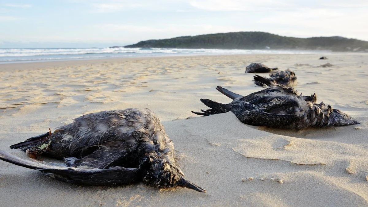 Proč se zkušení biologové obávají dvou nemocných ptáků na australské pláži - image 1