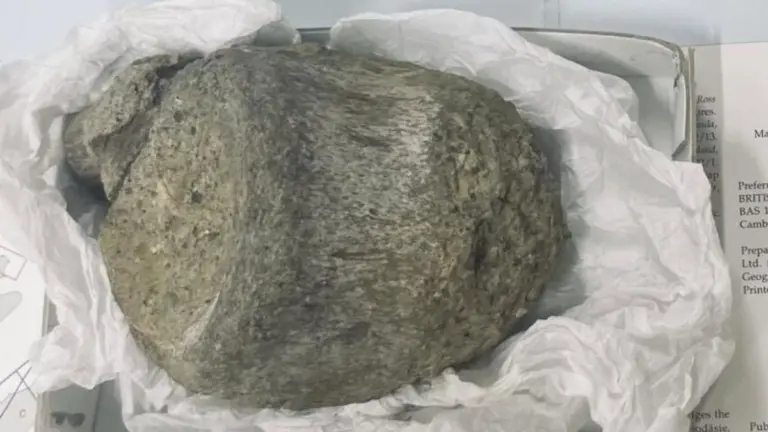 Proč vědci 40 let přehlíželi nenápadnou kost v šuplíku archivu