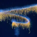 Proč vědci nyní zkoumají tajuplné tvory u Brazílie pomocí laserů