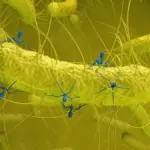 Proč vědci v bakteriích zdravých lidí hledají tento neznámý virus