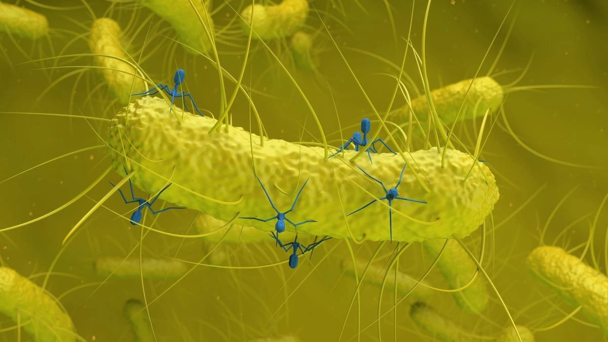 Proč vědci v bakteriích zdravých lidí hledají tento neznámý virus