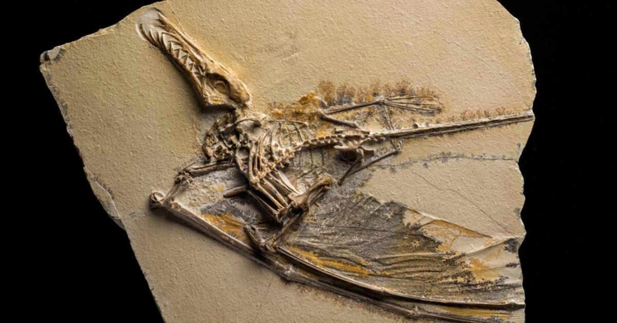 Proč vědci zkoumají kosti pterosaurů pomocí CT skenerů - image 1