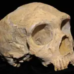 Proč zkušení archeologové přestávají věřit mýtu o vyhynutí neandrtálců