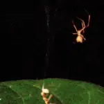 Proč zkušení biologové říkají tomuto pavoukovi „živá balista“