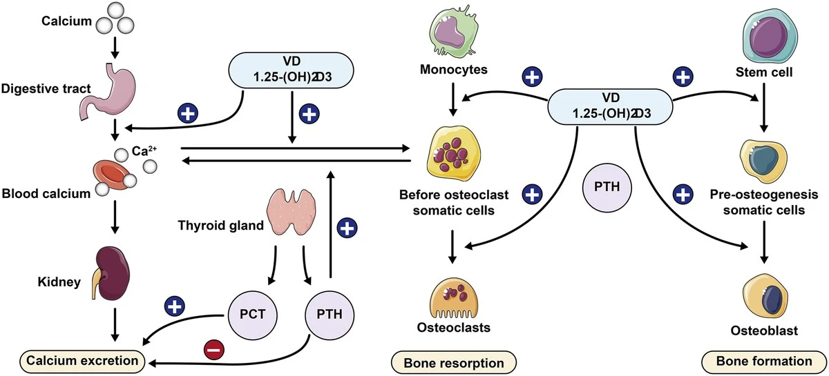 Proč zkušení biologové aktivují receptor GPR133 pro obnovu hustoty kostí - image 1