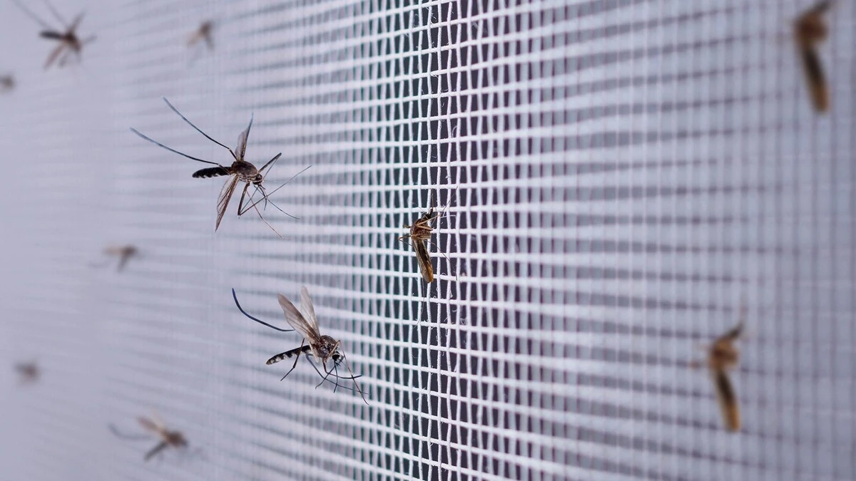 Proč zkušení cestovatelé dávají špinavé tričko na postel - image 1