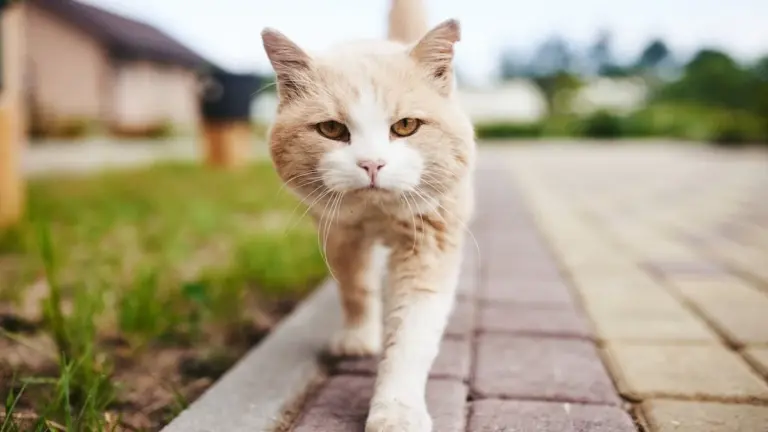 Proč zkušení chovatelé nenechávají kočky běhat venku bez dozoru