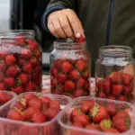 Proč zkušení houbaři vždy kontrolují dno sklenice, než koupí borůvky u silnice