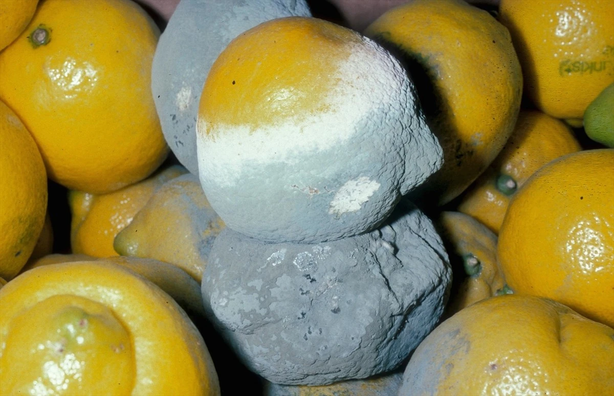 Proč zkušení kuchaři balí citrony do novinového papíru - image 1