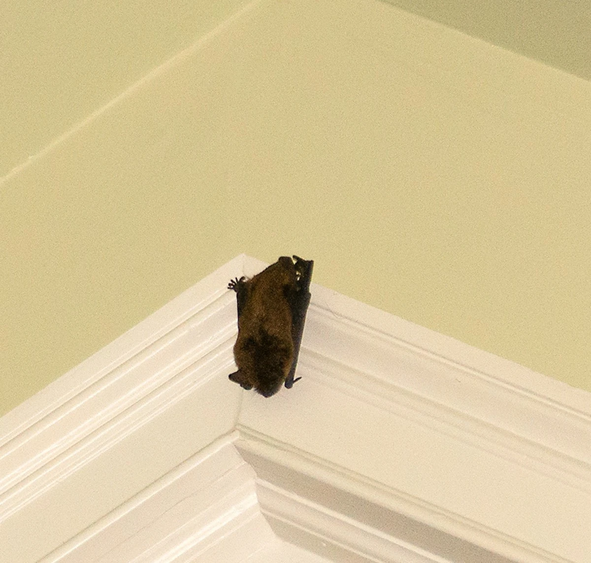 Proč zkušení lékaři varují před kontaktem s netopýrem, i když nemáte žádný škrábanec - image 1