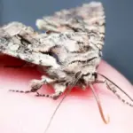 Proč zkušení lidé dávají do rohů kuchyňských skříněk bobkový list