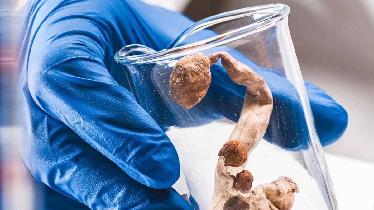 Proč zkušení neurologové začínají sledovat vliv psilocybinu na stárnoucí mozek