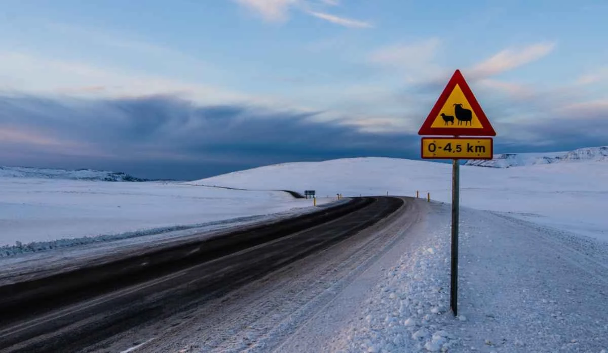 Žlutá cedule s „krevetou“: Proč řidiči na Islandu litují, když u tohoto podivného znaku nezastaví - image 1