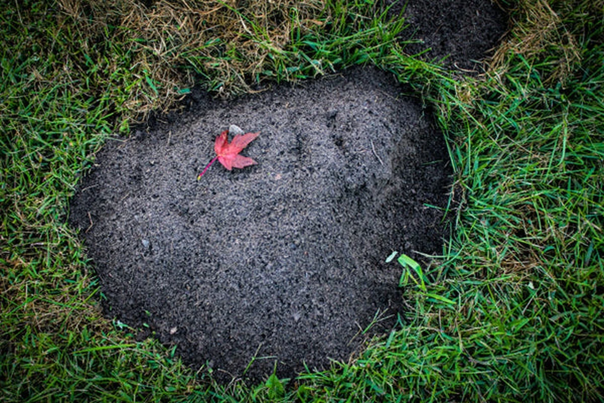 Díry v trávníku nemusí dělat jen krtek: Jak poznat skutečného viníka - image 1