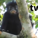 Proč byla mláďata T. rexe ve skutečnosti velká jako kočka