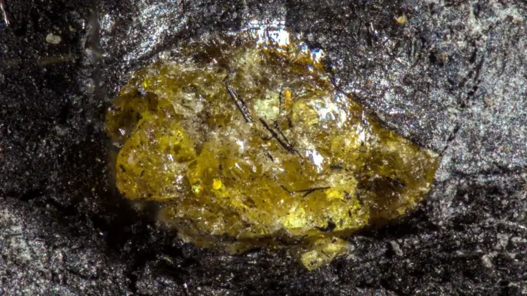 Proč pravěké rostliny ronily pryskyřici miliony let před dinosaury