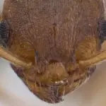 Proč zkušení biologové zkoumají žluté mravence v hnízdech běžných dělníků