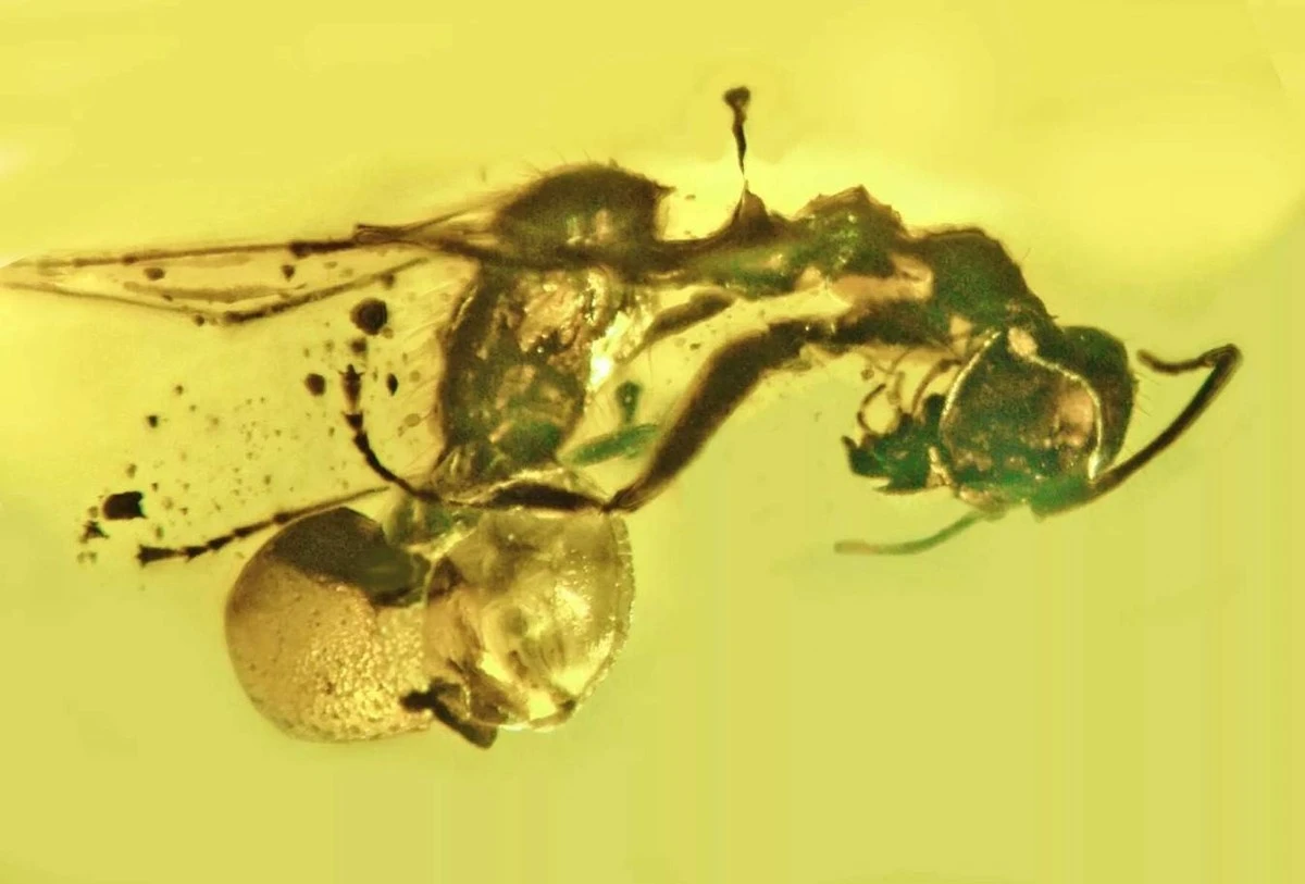 Proč zkušení biologové zkoumají žluté mravence v hnízdech běžných dělníků - image 1