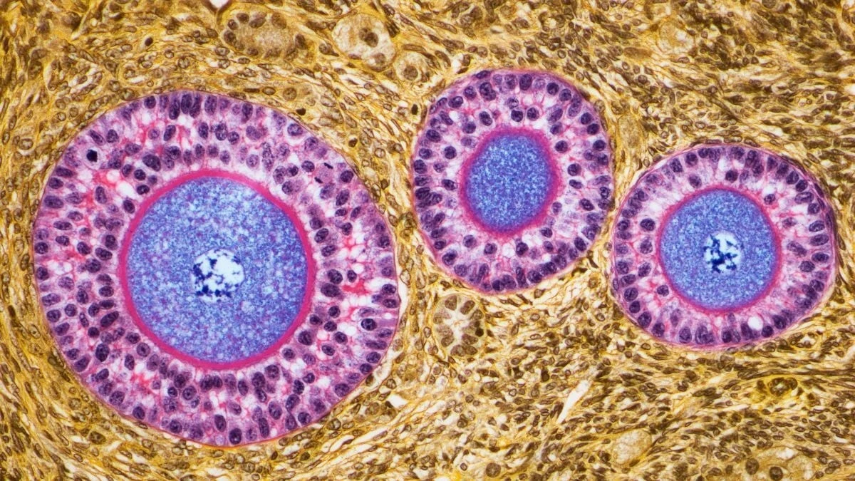Proč zkušení biologové už neříkají, že vaječníky po menopauze „usínají“