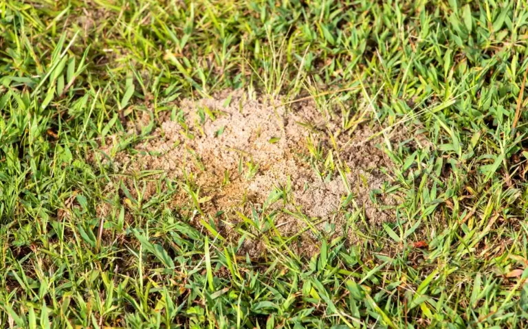 Proč zkušení čeští zahrádkáři dávají květináč dnem vzhůru na trávník