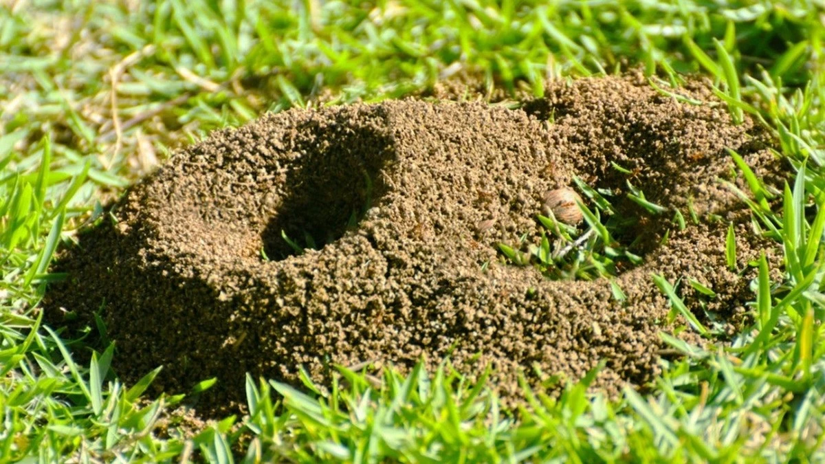 Proč zkušení čeští zahrádkáři dávají květináč dnem vzhůru na trávník - image 1