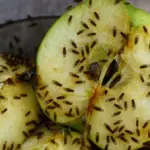 Proč zkušení hostitelé dávají sáček droždí do sklenice na kuchyňskou linku