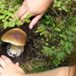 Proč zkušení houbaři v lese raději schovávají nůž do kapsy