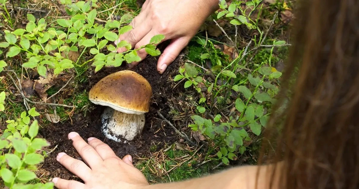 Proč zkušení houbaři v lese raději schovávají nůž do kapsy