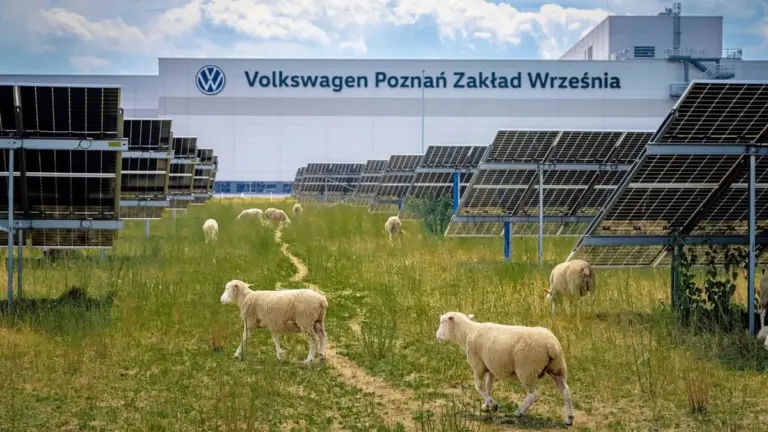 Proč zkušení inženýři z Volkswagenu pustili do areálu továrny 100 ovcí