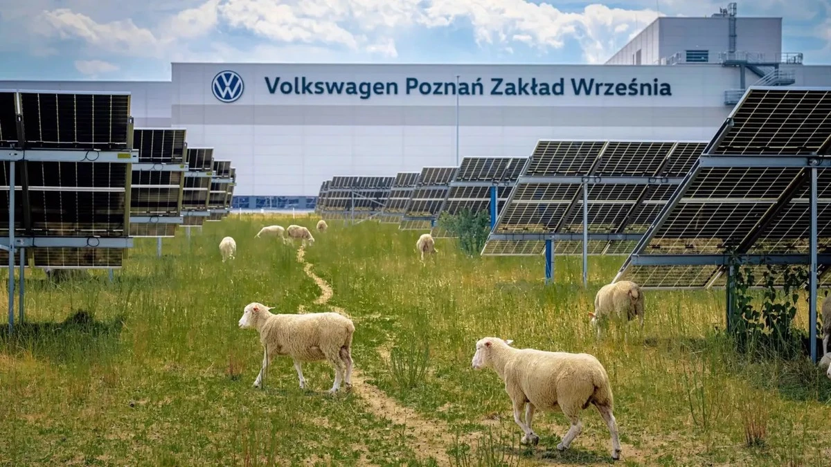 Proč zkušení inženýři z Volkswagenu pustili do areálu továrny 100 ovcí