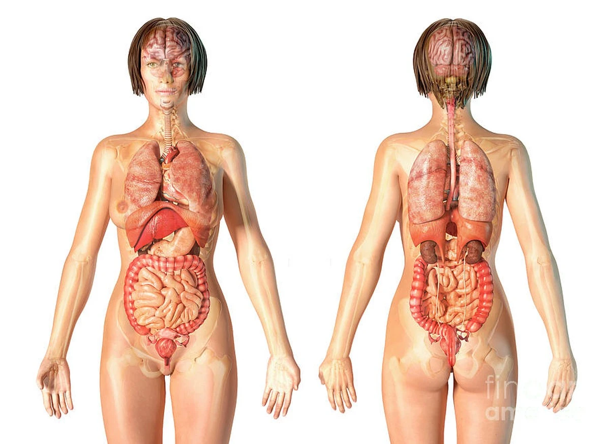 Proč zkušení psychologové doporučují sledovat tlukot srdce bez měření tepu - image 1