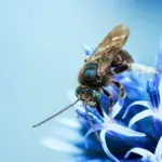 Proč zkušení vědci odebírají hedvábí přímo z úst včelích larev