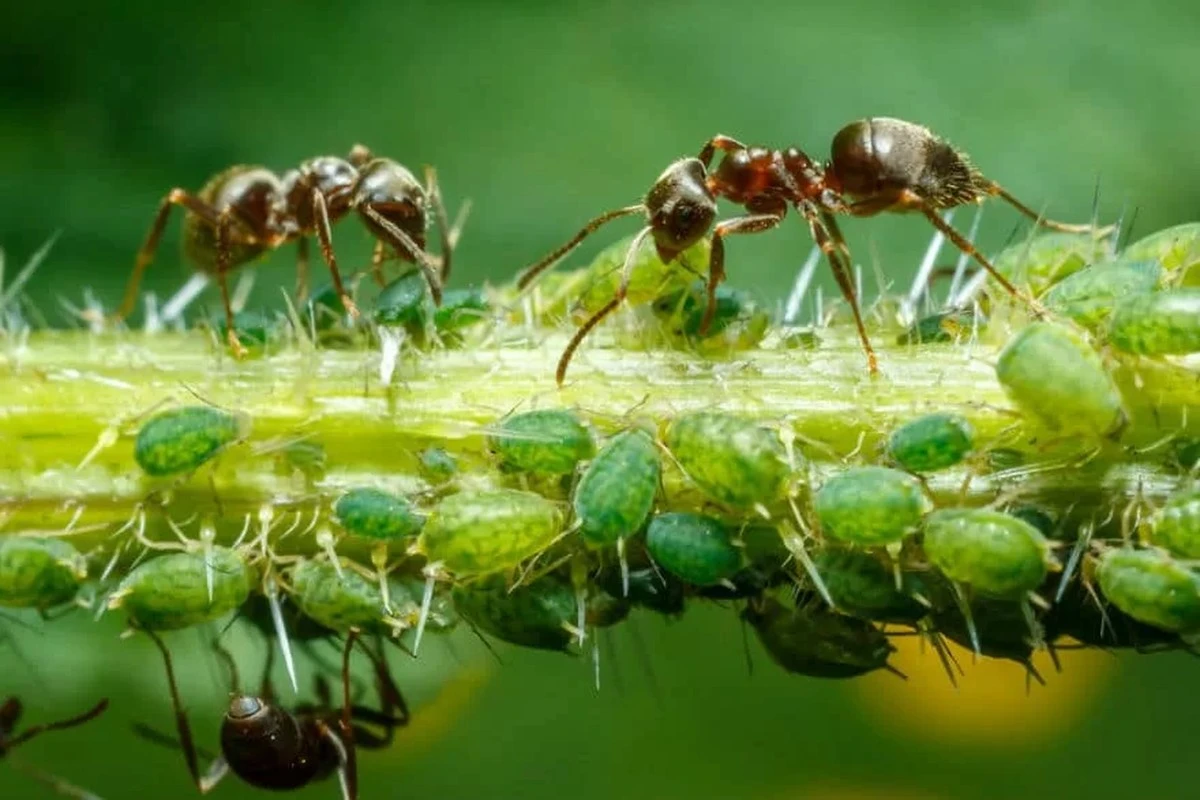 Proč zkušení zahrádkáři umisťují na trávník hliněný květináč dnem vzhůru - image 1